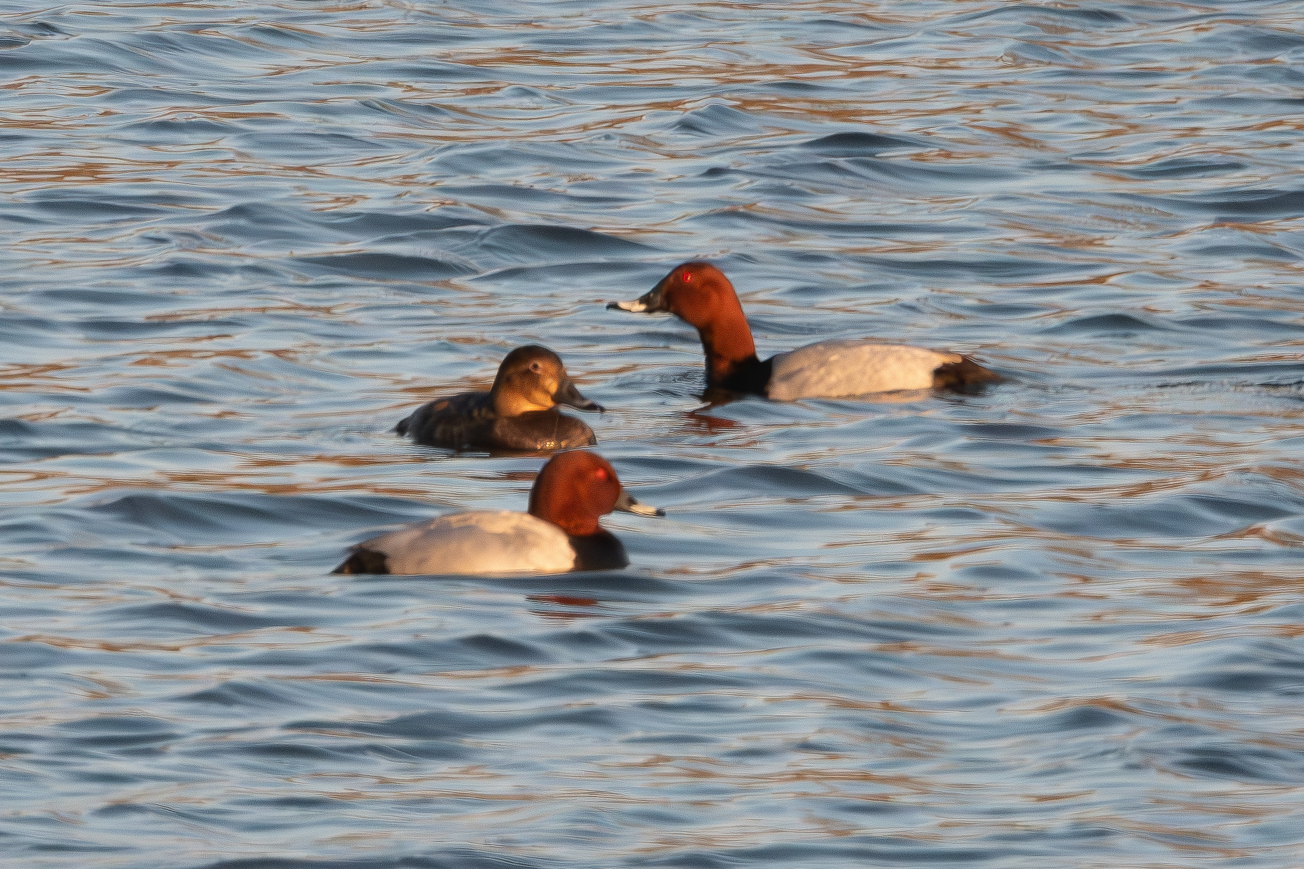 Fuligules milouins (Common Pochard, Aythya ferina), Deux mâles et une femelle adultes nuptiaux, Réserve de Mont-Bernanchon, Hauts de France.